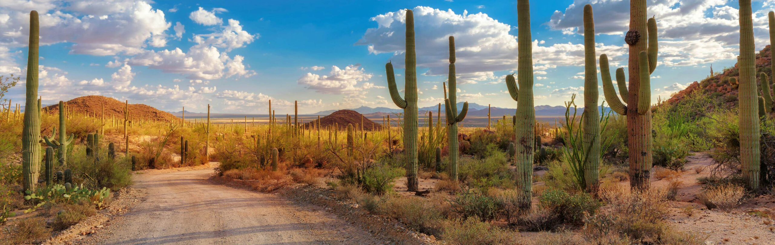 eedff8bcef7031c7802957068090da9f-saguaro-national-park